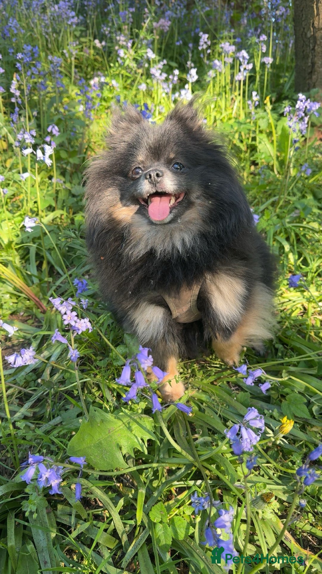 Pomeranian dogs for sale: ** KC pomeranian puppies - Image 14