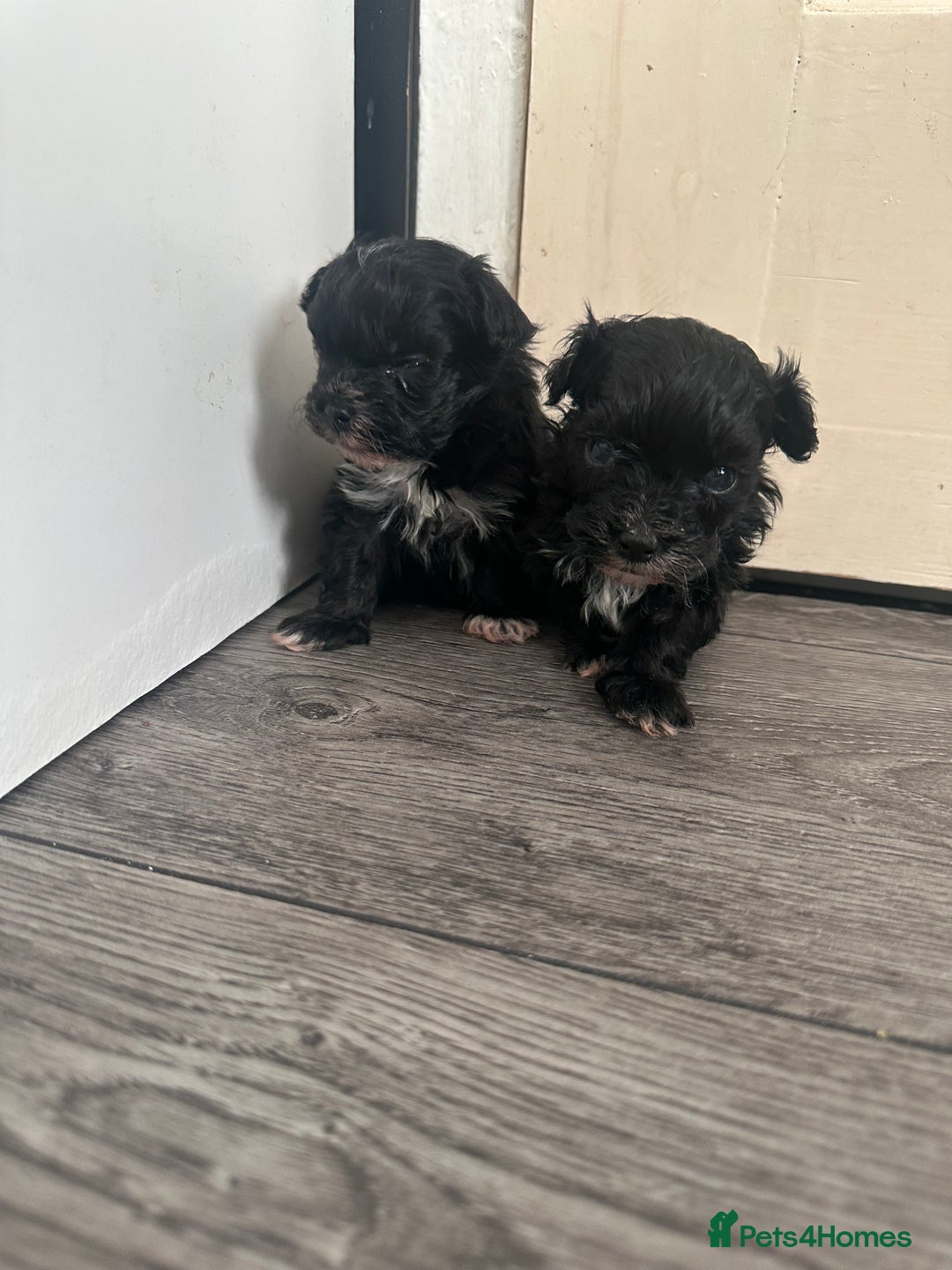 Maltipoo dogs for sale: F1 Toy Maltipoos - Advert 11