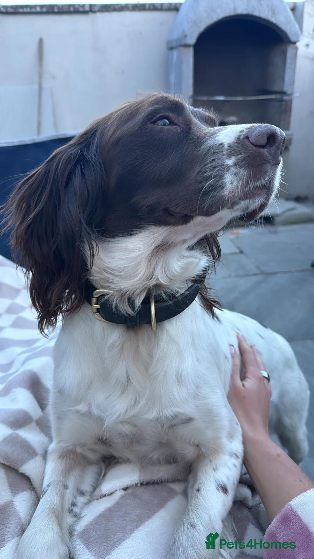 Mixed Breed dogs for sale: Exceptional Chocolate Working Sprocker Puppies - Advert 1