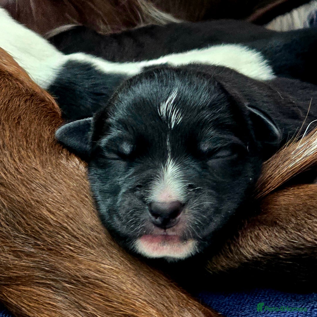 Mixed Breed dogs for sale: Short haired Collie pups - Image 26