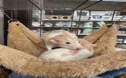 Rat rodents for sale: Male Dumbo Rats - Image 2