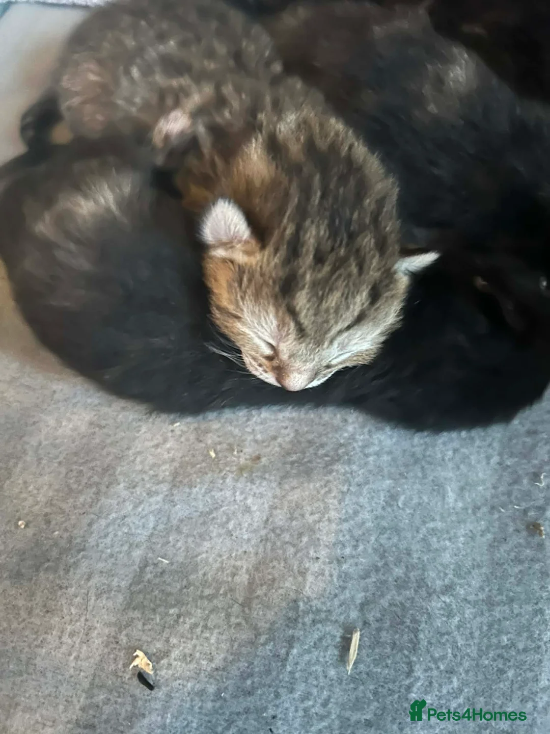 Mixed Breed cats for sale: kittens  in Buckfastleigh - Advert 3