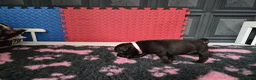 Staffordshire Bull Terrier dogs for sale: Staffordshire bull terrier pups in Leeds - Advert 17