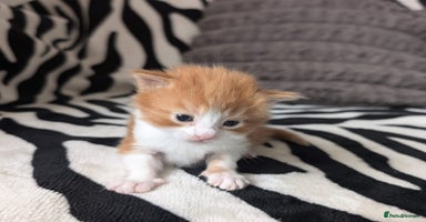 Mixed Breed cats - Advert 7