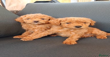 Toy Poodle dogs - Advert 13