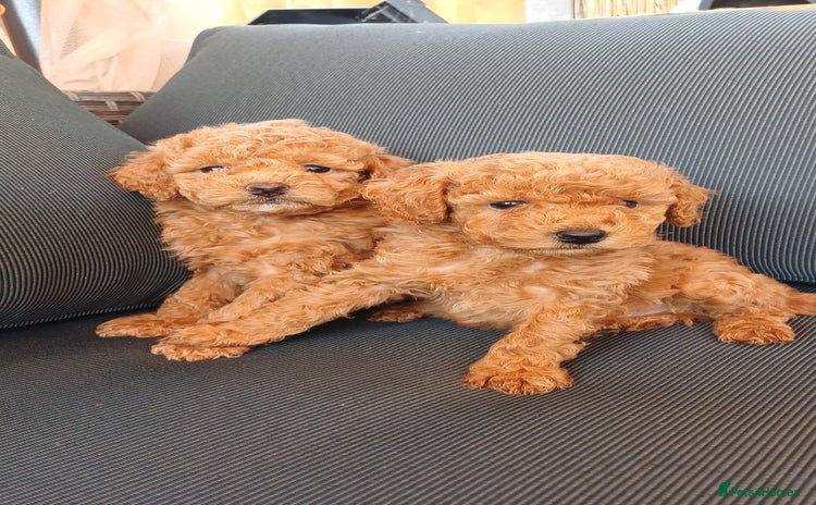 Toy Poodle dogs - Advert 4