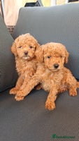 Toy Poodle dogs - Advert 2