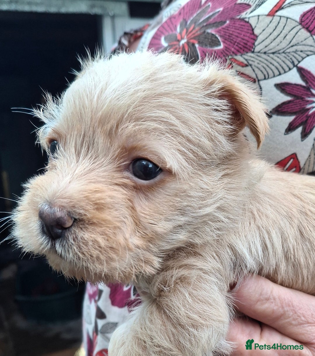 Cairn Terrier dogs for sale: Cracking litter of Cairn terriers - Image 6