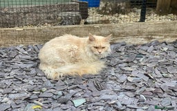 Maine Coon cats for sale: Maine Coon cat needs new home - Image 3