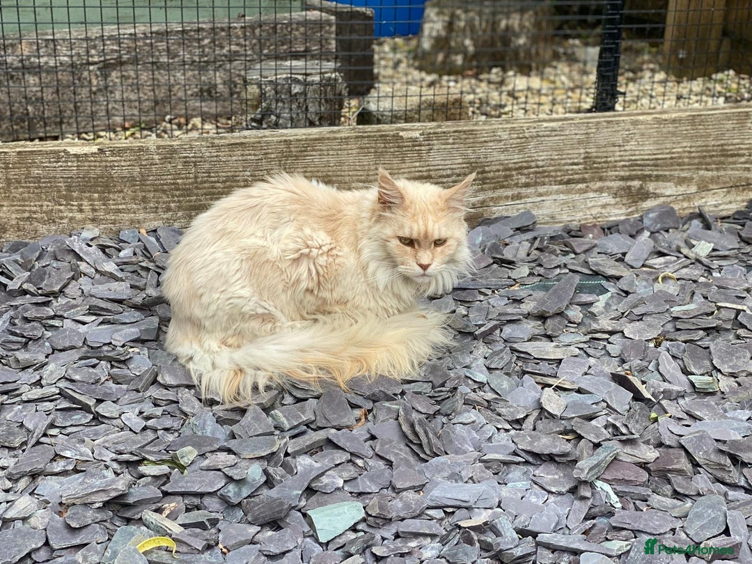 Maine Coon cats for sale: Maine Coon cat needs new home - Image 3