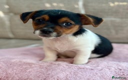 Jack Russell dogs for sale: Traditional Miniature Jack Russell Puppies! - Advert 19