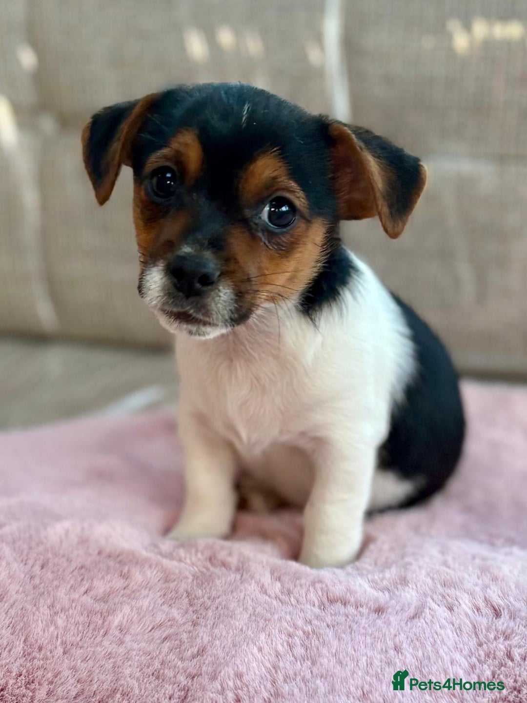 Jack Russell dogs for sale: Traditional Miniature Jack Russell Puppies! - Advert 19