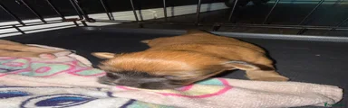 Mixed Breed 2