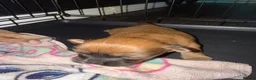 Mixed Breed dogs for sale: Beautiful babies ready to reserve! - Advert 6