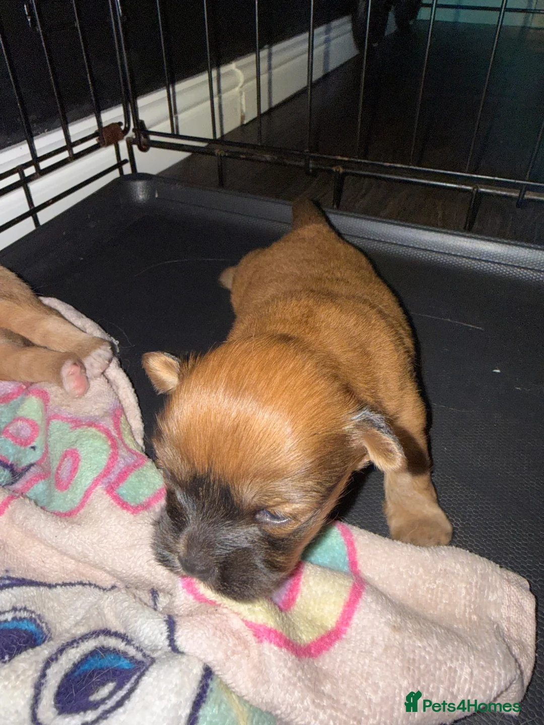 Mixed Breed dogs for sale: Beautiful babies ready to reserve! - Advert 6
