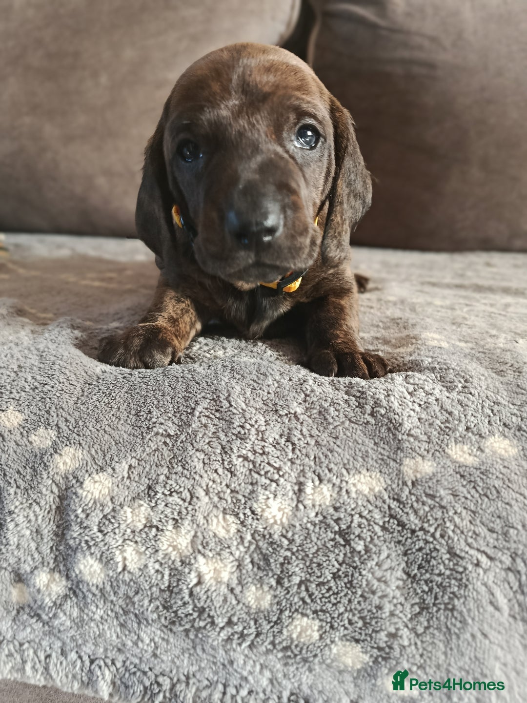 Dachshund dogs for sale: Champions Line/Show Quality Standard Dachshund - Advert 12