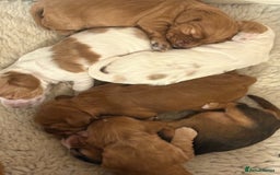Cocker Spaniel dogs for sale: Show Type Cocker Spaniels - Image 5