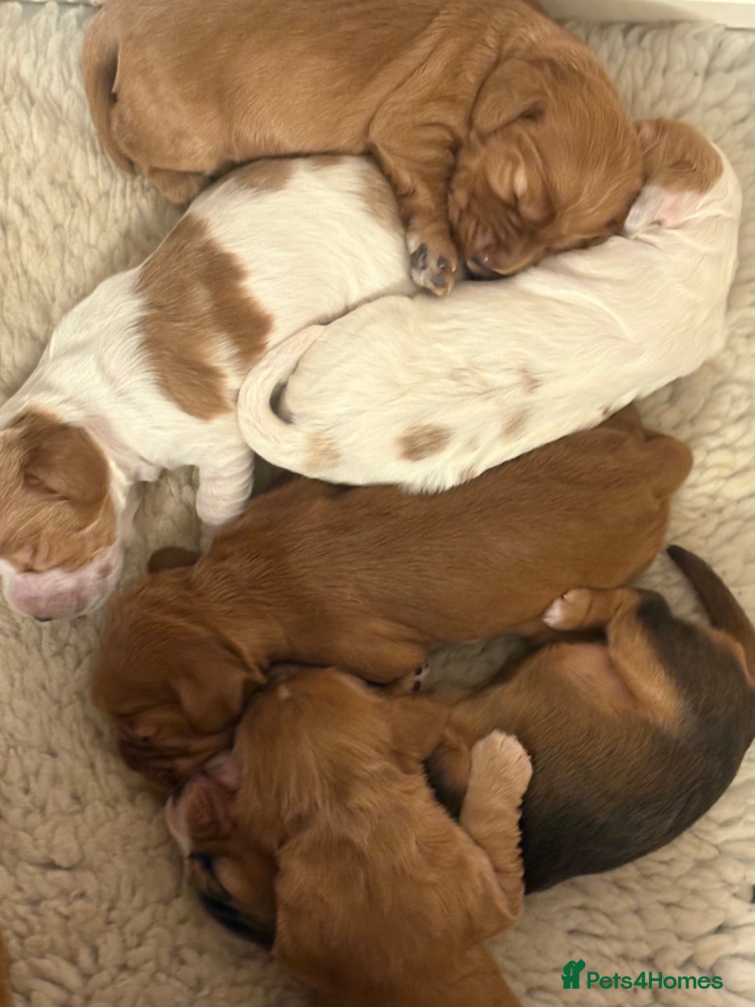 Cocker Spaniel dogs for sale: Show Type Cocker Spaniels - Image 5