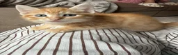 Mixed Breed cats for sale: Norwegian Forrest Cross Kittens  - Advert 8