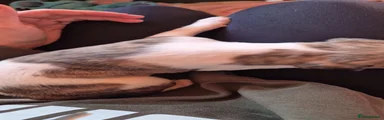 Whippet 4