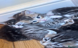 American Shorthair cats for sale: 🐾 Adorable American Shorthair Kittens! 🐾 - Image 4