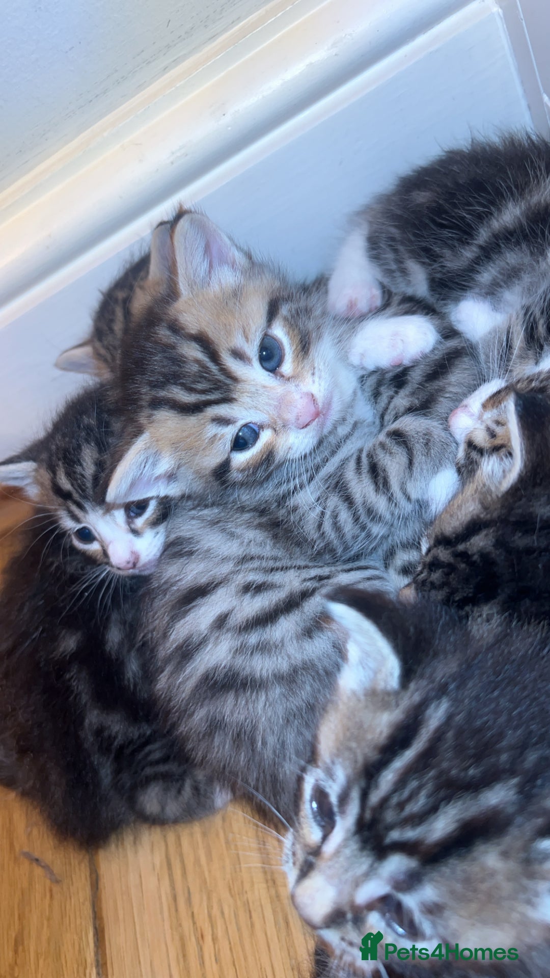 American Shorthair cats for sale: 🐾 Adorable American Shorthair Kittens! 🐾 - Image 4