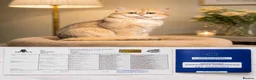 Scottish Fold cats for sale: British Shorthaired Golden Cats - Advert 6