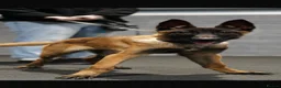 Belgian Shepherd Dog dogs for sale: 1 year old female Belgian malinos  - Advert 16