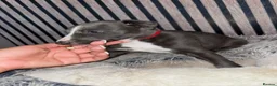 Whippet dogs for sale: Whippet pups for sale x5 boys x1 Girl - Advert 16