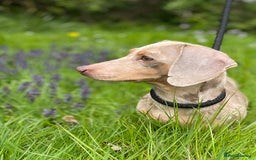 Dachshund dogs for sale: 🐾❤️ Precious Miniature Dapple Dachshunds ❤️🐾 - Image 16