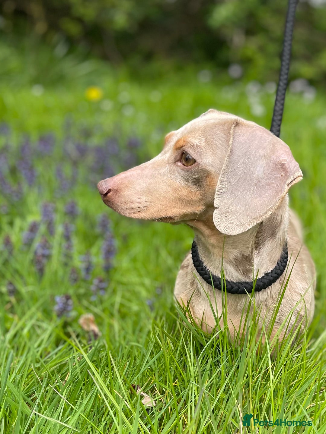 Dachshund dogs for sale: 🐾❤️ Precious Miniature Dapple Dachshunds ❤️🐾 - Image 16