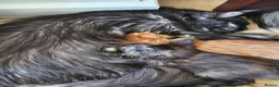 Maine Coon cats for sale: Stunning Pedigree Maine Coon Kittens  - Advert 11