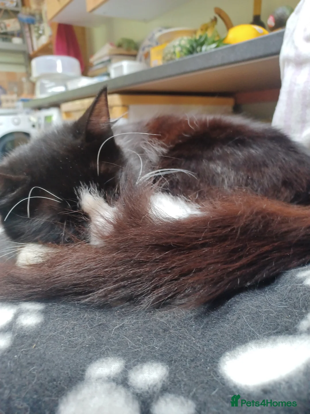 Mixed Breed cats for sale: Playful cuties wanting forever home  - Advert 17