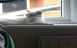 British Shorthair cats for sale: 4 beautiful BSH FEMALE - Image 7