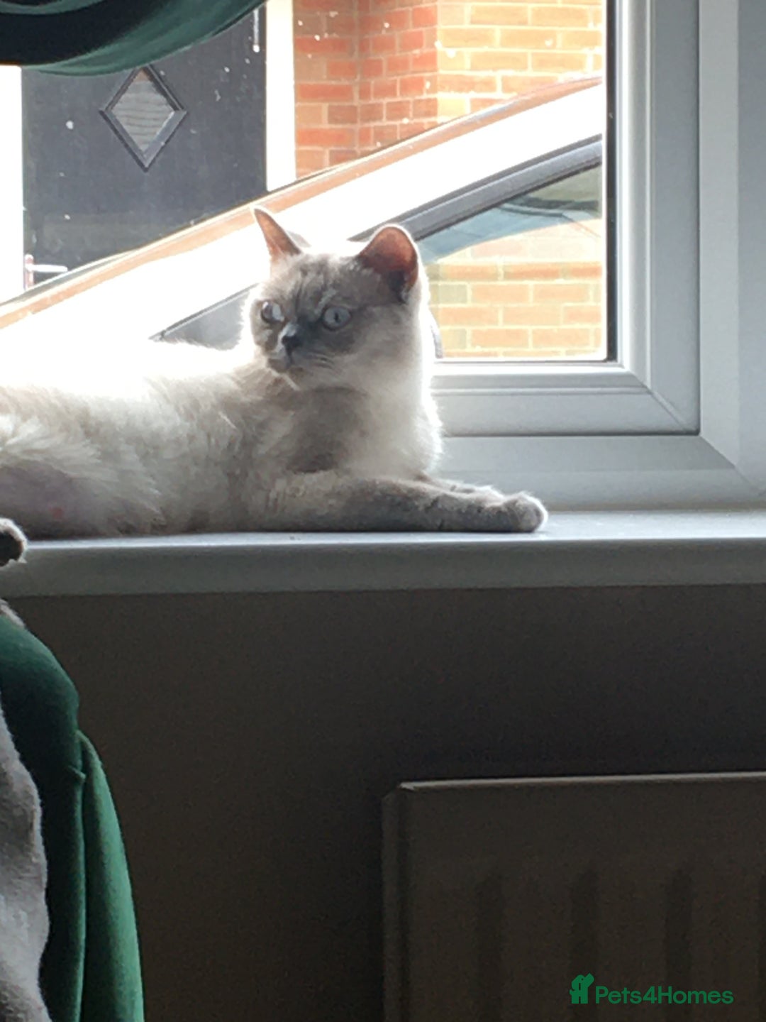 British Shorthair cats for sale: 4 beautiful BSH FEMALE - Image 7