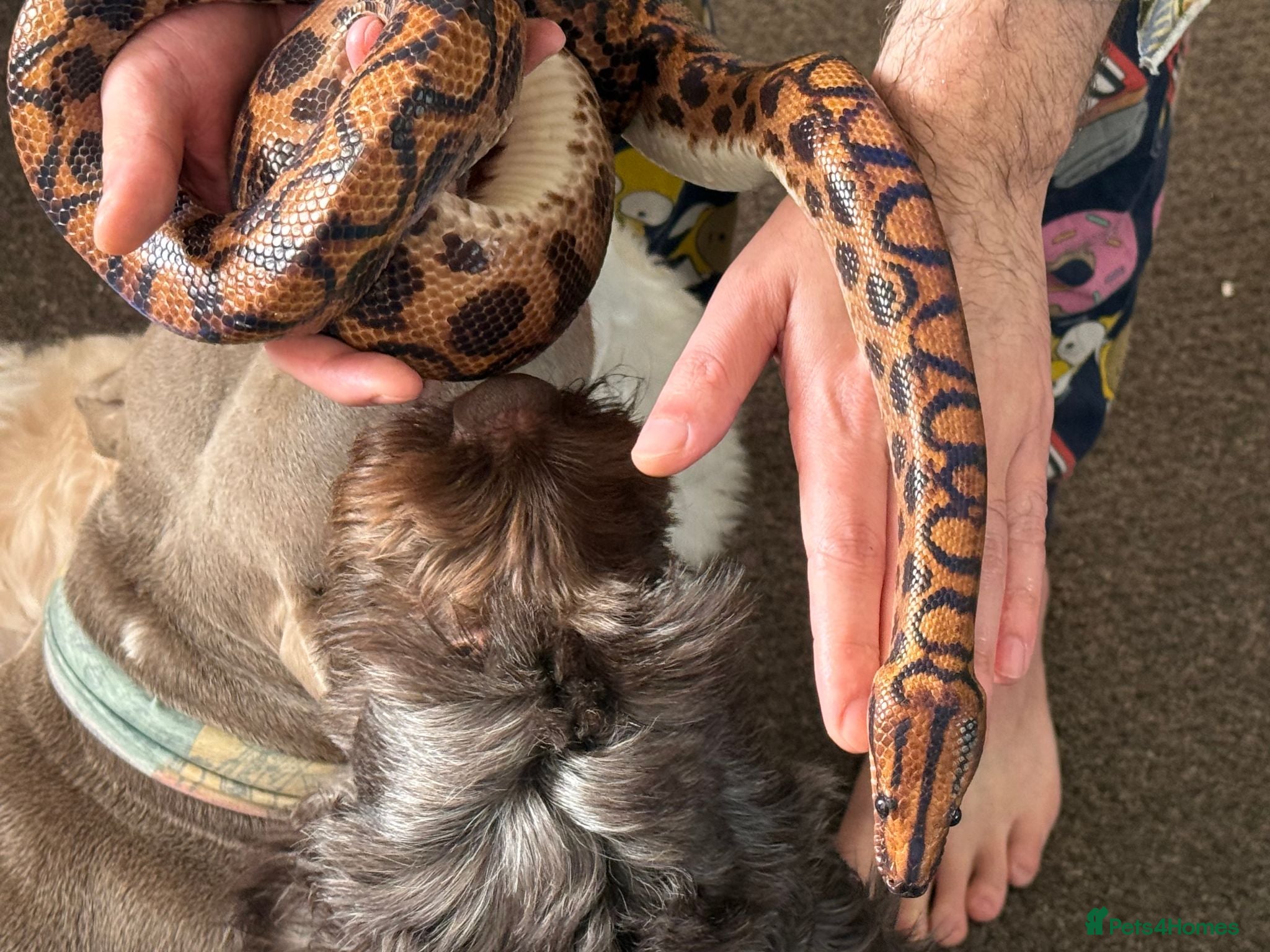 Boa Snake reptiles Brazilian Rainbow Boa - Advert 5