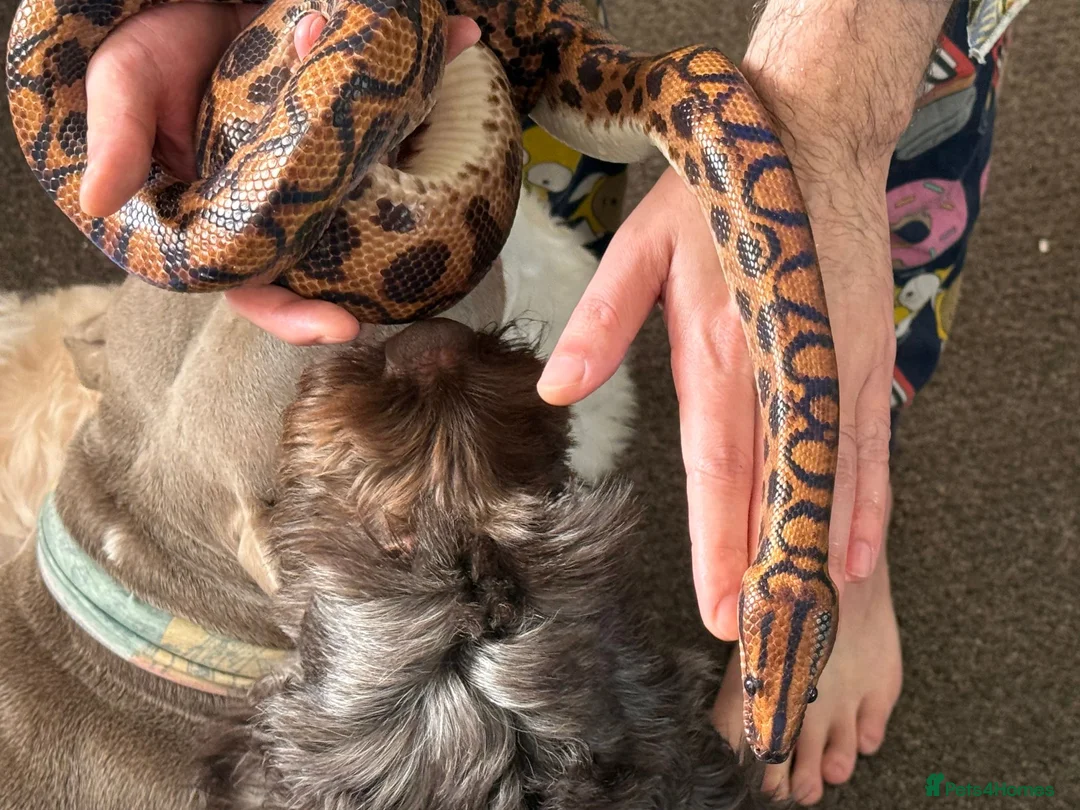 Boa Snake reptiles for sale: Brazilian Rainbow Boa - Advert 1