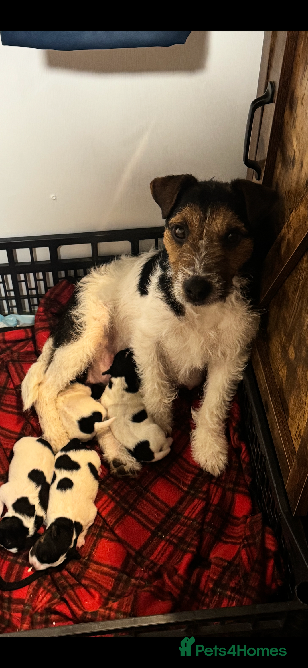 Parson Russell dogs for sale: Tricolour Paraon Russell pups - Advert 1