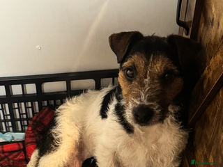 Parson Russell dogs Tricolour Paraon Russell pups - Advert 2