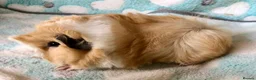 Guinea Pig rodents for sale: Four beautiful Peruvian boars (boys)  - Advert 3