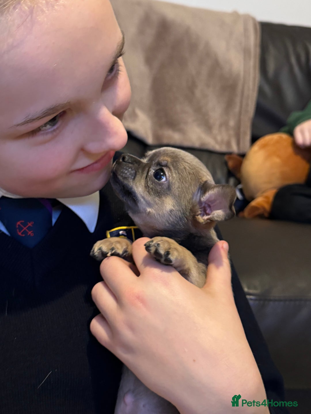 Chihuahua dogs for sale: Blue fawn male chihuahua puppy - Advert 5