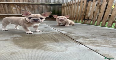 French Bulldog dogs in Barking - Advert 5