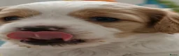 Mixed Breed dogs for sale: Hybrid dogs - Advert 12