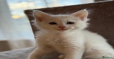 Maine Coon cats - Advert 12
