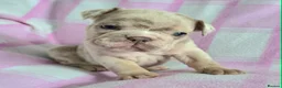 English Bulldog dogs for sale: F1 Mini bull x Kc reg English bulldog - Advert 3