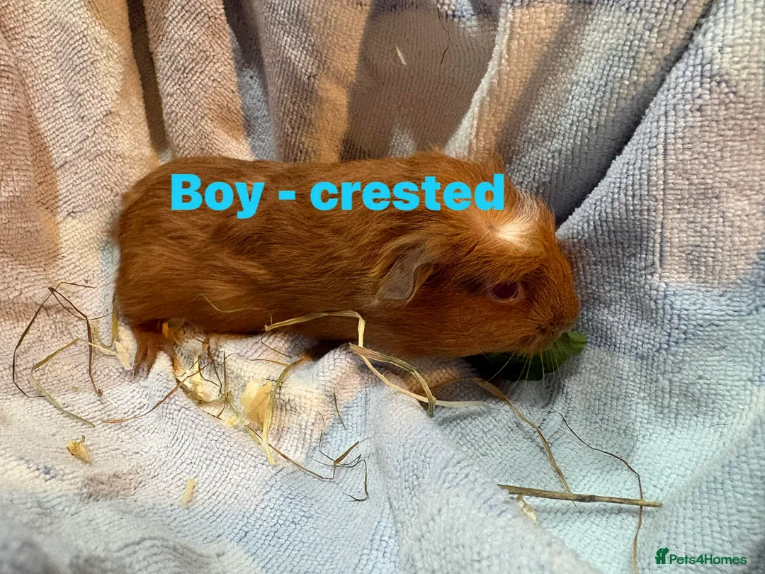 Guinea Pig rodents for sale: Ready to leave - Male & Female Guinea pigs  - Advert 8