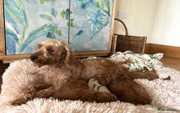 Miniature Poodle dogs for sale: Red KC registered miniature poodles  - Image 6