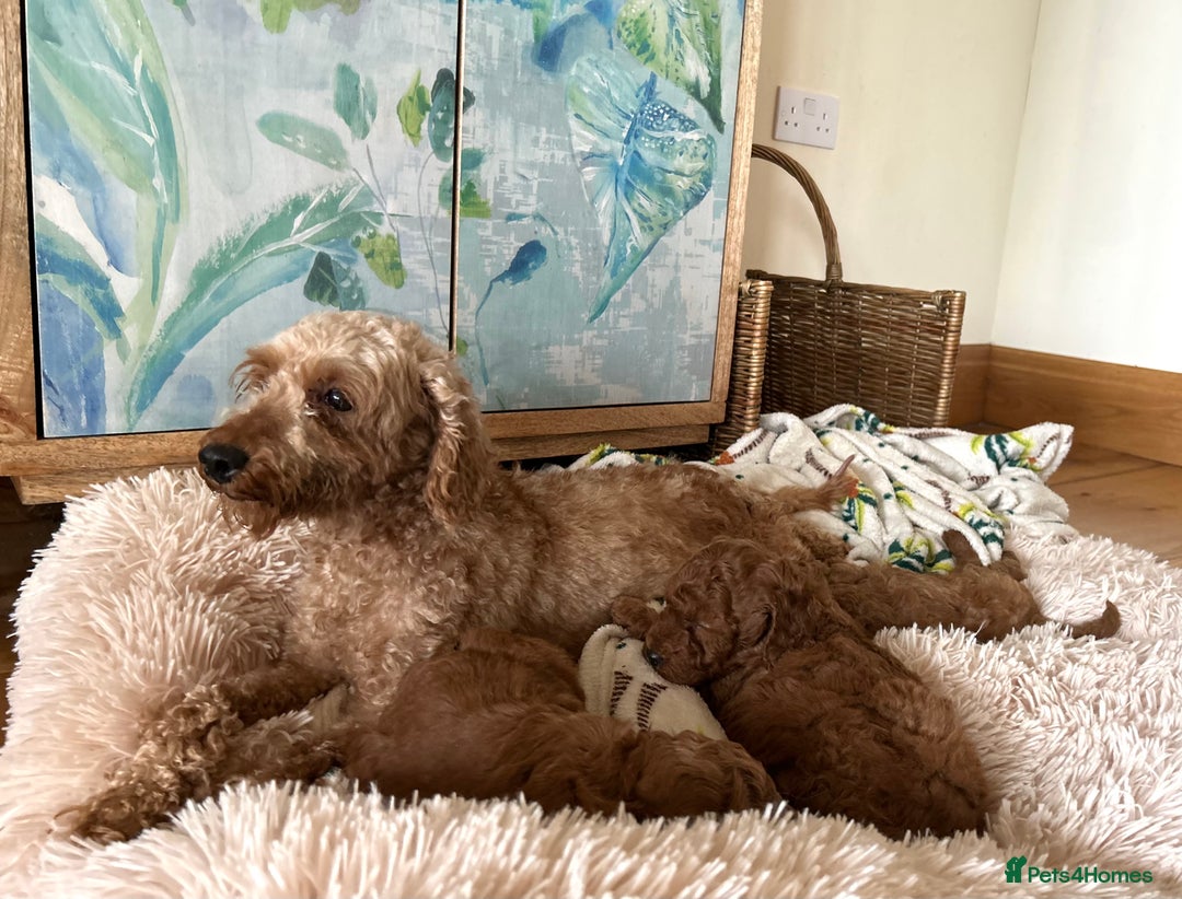 Miniature Poodle dogs for sale: Red KC registered miniature poodles  - Image 6