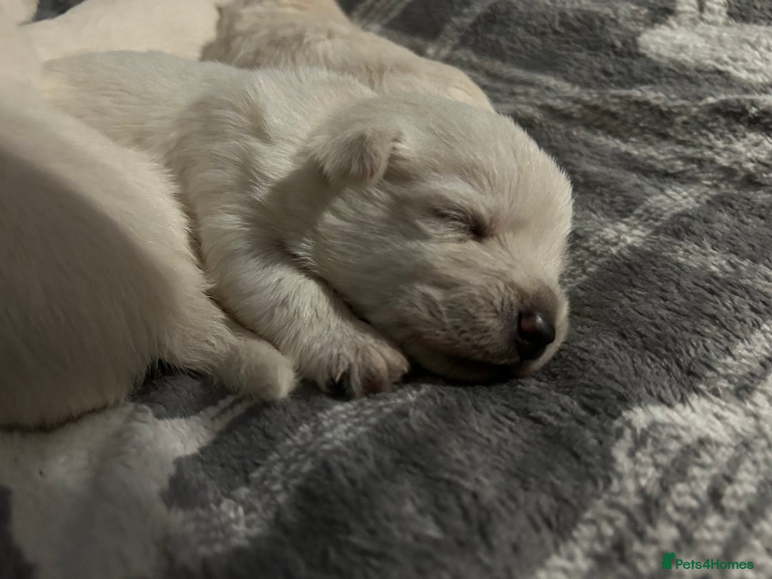 West Highland Terrier dogs for sale: Gorgeous West Highland White (Westie) Puppies - Image 29