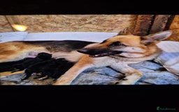 German Shepherd dogs for sale: German shepherd puppies  - Advert 2